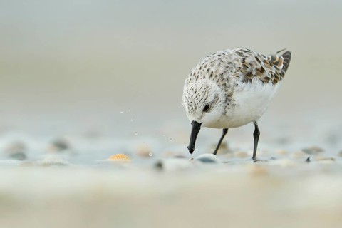 Sanderling (Calidris alba) on the beach