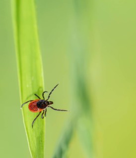 Female tick