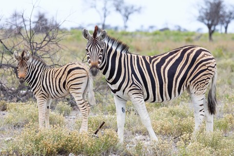 Plains Zebra (Equus quagga)