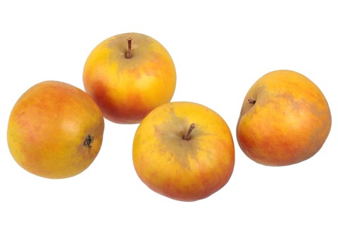 Apple variety Holstein Cox