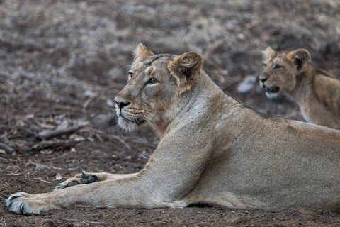 Asiatic lion (Panthera leo persica)