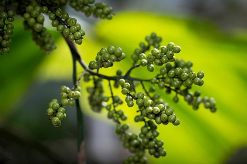 Green Pepper (Piper nigrum) on the shrub