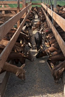 Dairy goats at the feed alley in the stable
