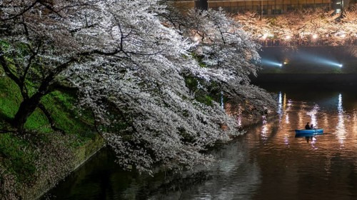 Canal with rowing boat in front of blooming cherry trees on a canal at night