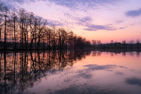 Trees reflected in the water