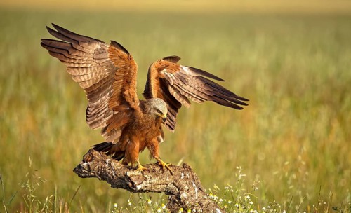 Black kite (Milvus migrans)