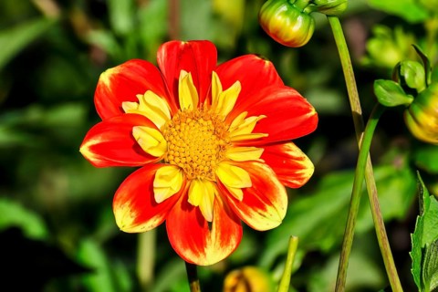 Dahlie Pooh (Asteraceae)