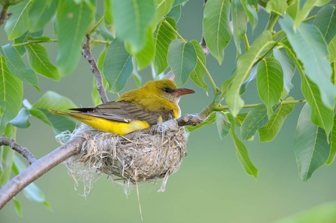 Golden Oriole (Oriolus oriolus)