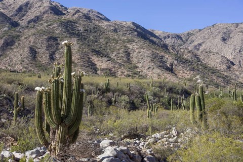 Blooming Echinopsis chiloensis cacti