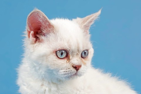 Breed Selkirk Rex Kitten