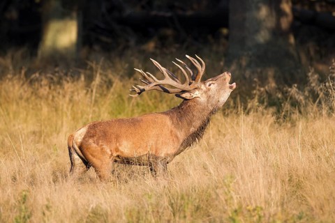 Red Deer (Cervus elaphus)