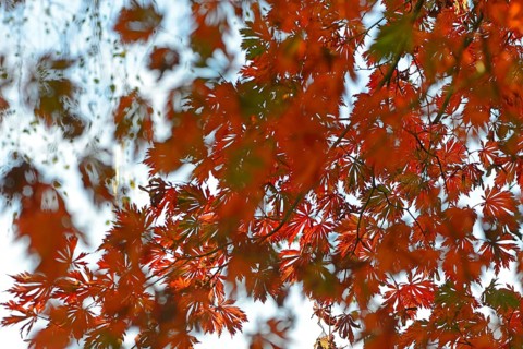 Autumn leaves of the Downy Japanese Maple (Acer japonicum 'Aconitifolium')