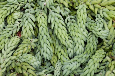 Burro's Tail or Donkey Tail (Sedum morganianum)
