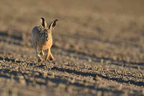 Running hare (Lepus europaeus) in a field