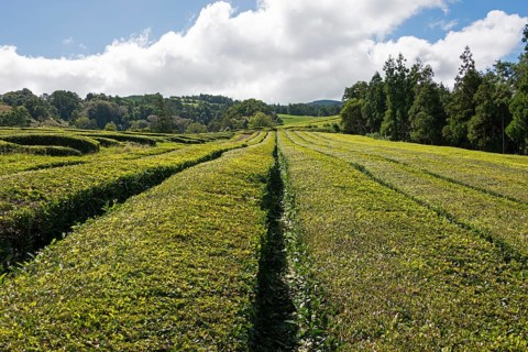 Tea plantation