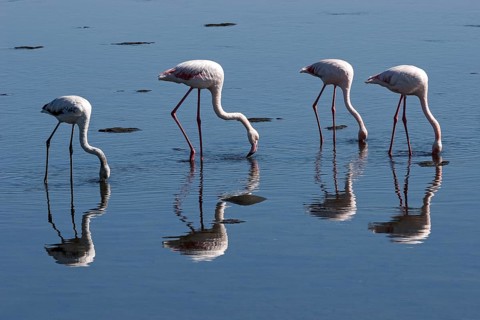 Greater Flamingos (Phoenicopterus roseus)