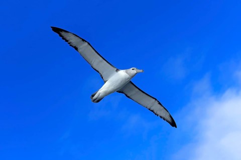 Shy albatross (Thalassarche cauta)