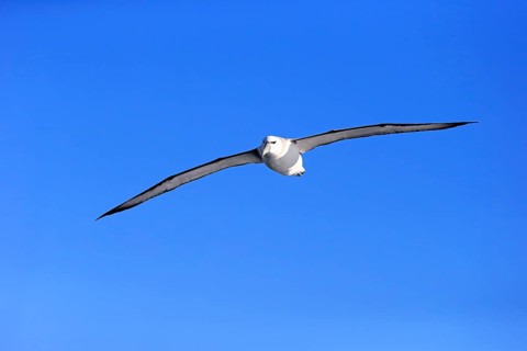 Shy albatross (Thalassarche cauta)