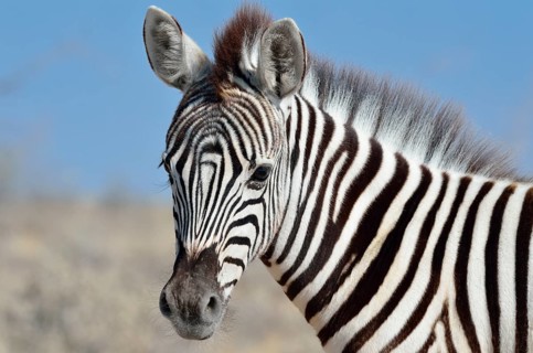 Burchell's zebra (Equus burchelli)