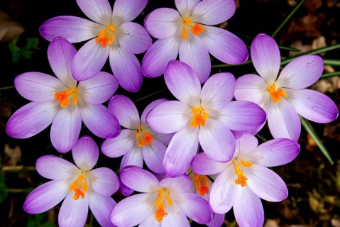 Crocuses (Crocus vernus)