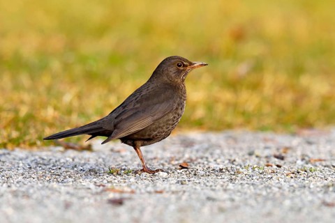 Blackbird (Turdus merula) foraging