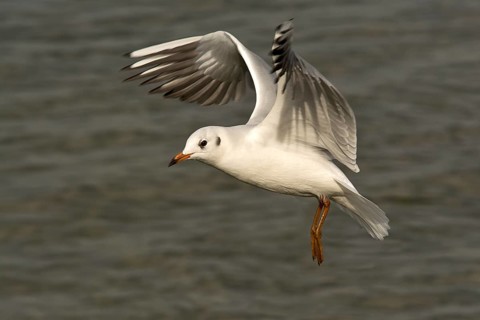 Black-headed Gull (Larus ridibundus)