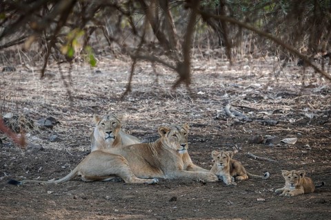 Asiatic lion (Panthera leo persica)