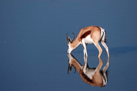 Springbok (Antidorcas marsupialis) at the waterhole of the Okaukuejo Camp