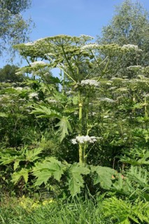 Giant Hogweed (Heracleum mantegazzianum