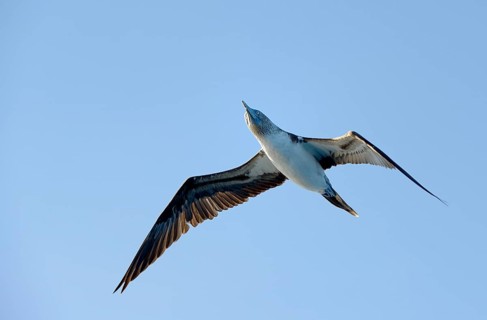 Blue-footed booby (Sula nebouxii)