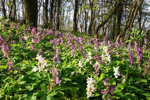 Hollowroot (Corydalis cava)
