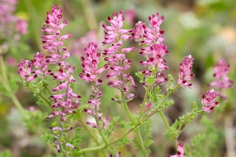 Common Fumitory (Fumaria officinalis)