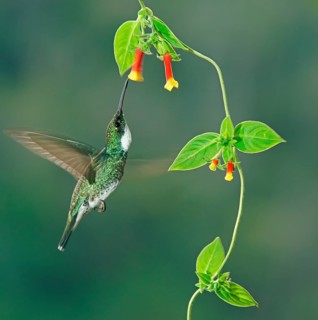 White-throated hummingbird (Leucochloris albicollis) drinking nectar at a flower