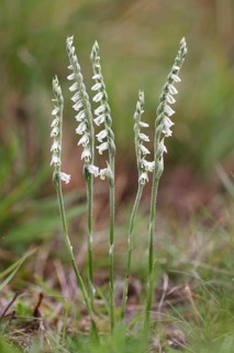 Autumn Lady's Tresses (Spiranthes spiralis)
