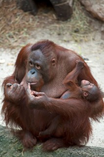 Orangutan (Pongo pygmaeus)
