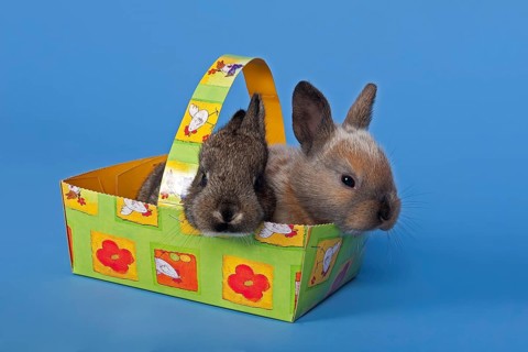 Two pet rabbits in an Easter basket