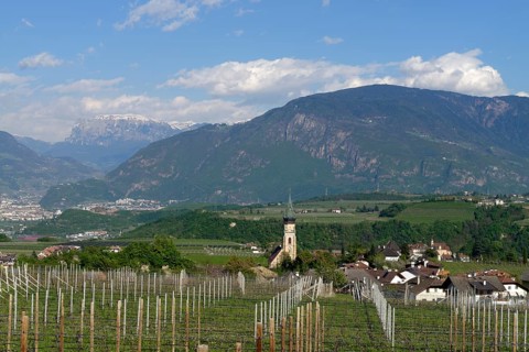 Wine growing