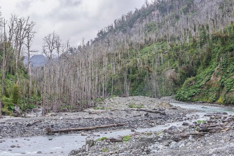 Destroyed forest by the outbreak of the Chaiten volcano