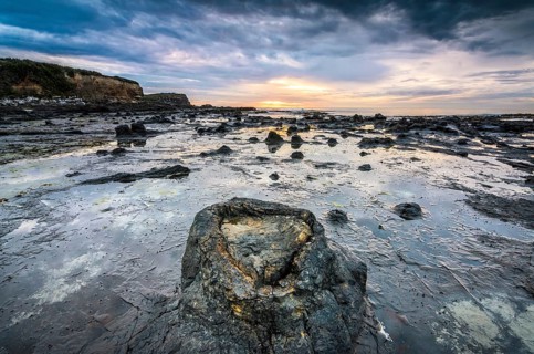 Petrified tree trunks