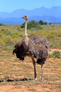 Southern Ostrich (Struthio camelus australis)