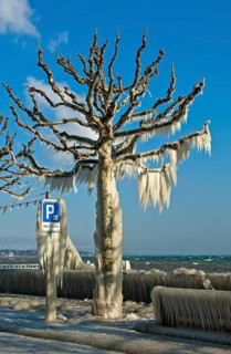 Tree coated with a thick layer of ice on promenade on Lake Geneva