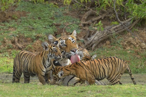 Bengal Tigers (Panthera tigris tigris)