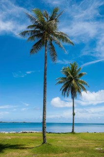 Palm trees at the beach