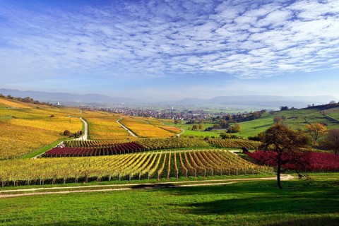 Vineyards in autumn with views of the Klettgau