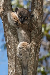 Hubbard's Sportive Lemur (Lepilemur hubbardorum)