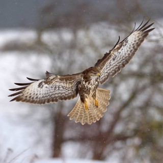 Buzzard (Buteo buteo)
