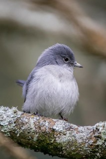 Grey-throated Tit-flycatcher (Myioparus griseigularis)