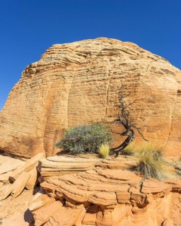 Tree and Candy Cliffs