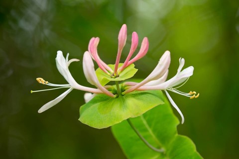 Perfoliate Honeysuckle or Italian Honeysuckle (Lonicera caprifolium)