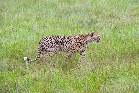 Cheetah (Acinonyx jubatus)